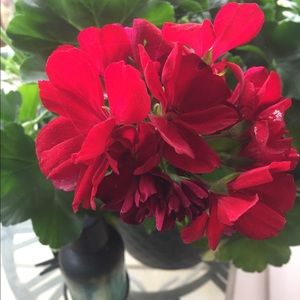 Meet your Posher, Bethany